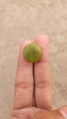 كابوشون سيربنتين 17.4 قيراط - شاه مقصود - زهرمورا - 17.2x17.5 ملم